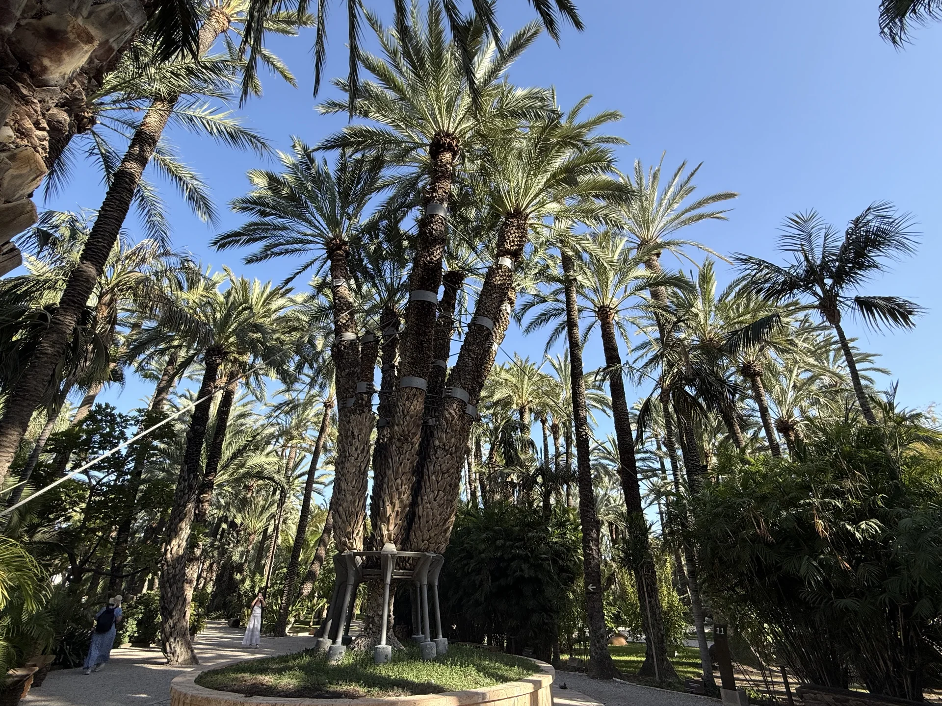 Elx · El Palmerar